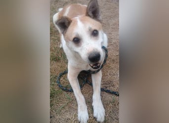 NANUK - sanfter Rüde sucht ein ruhiges Plätzchen