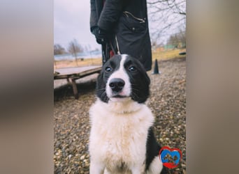 ACE - sanfter Rüde sucht Familie