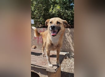 PAULI - zutraulicher Bub sucht seine Familie