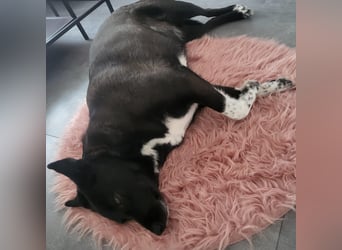 JOY sucht eine Familie