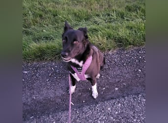 JOY sucht eine Familie