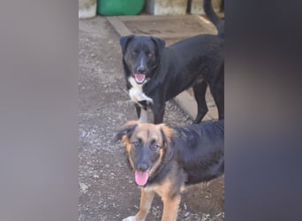 KAYA - süße Kuschelmaus sucht ein Zuhause