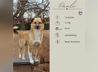 PAULI - zutraulicher Bub sucht seine Familie
