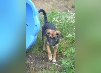 KAYA - süße Kuschelmaus sucht ein Zuhause