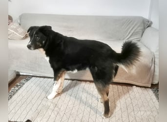 ZEN - der Junge, der sein Glück sucht