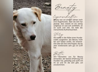 BEAUTY - tolle Hündin sucht ihre Familie