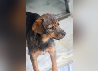 ALEXIS -freundlicher Bub sucht Familie