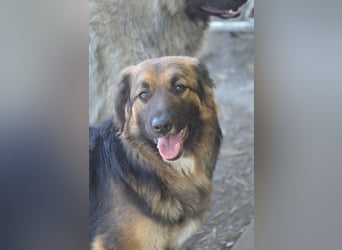 KAYA - süße Kuschelmaus sucht ein Zuhause