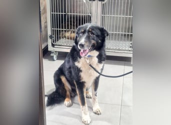 ZEN - der Junge, der sein Glück sucht