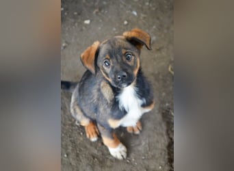 TEDDY - Schmusehund sucht Kuschelkörbchen