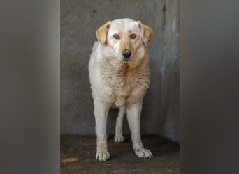 BEAUTY - tolle Hündin sucht ihre Familie