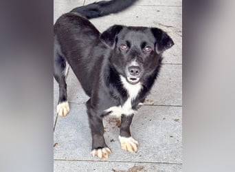 HERA - Zaubermaus sucht ihre Menschen