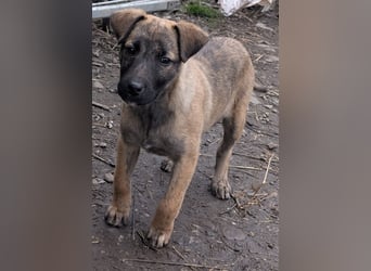 YUKI - süß, sanft, freundlich