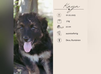 KAYA - süße Kuschelmaus sucht ein Zuhause