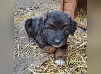 KAYA - süße Kuschelmaus sucht ein Zuhause