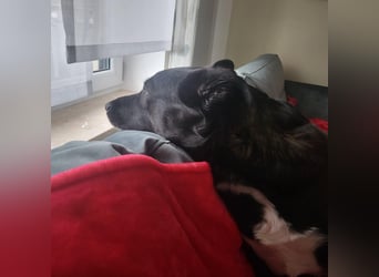 JOY sucht eine Familie