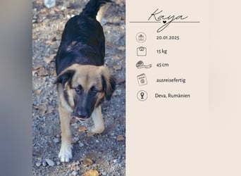 KAYA - süße Kuschelmaus sucht ein Zuhause