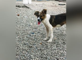 SUSIE - sanfte Schönheit sucht eine Familie