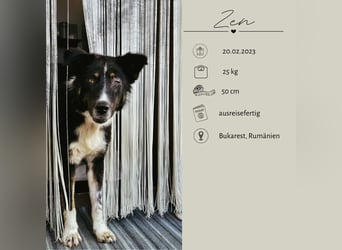 ZEN - der Junge, der sein Glück sucht