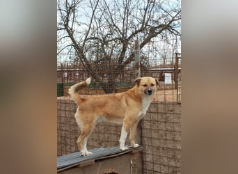 PAULI - zutraulicher Bub sucht seine Familie