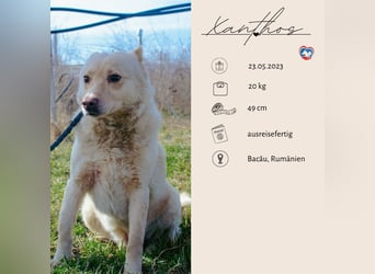 Xanthos - lernwillig & auch schon leinenführig