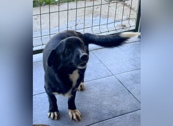 HERA - Zaubermaus sucht ihre Menschen