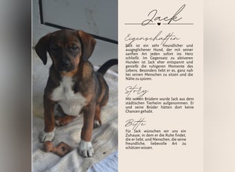 JACK - sanfter Boy sucht Familie zum Kuscheln