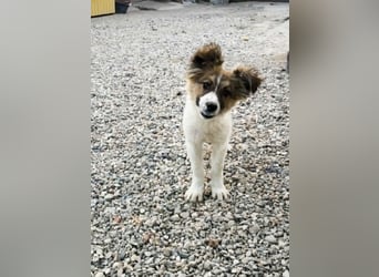 SUSIE - sanfte Schönheit sucht eine Familie