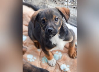 TEDDY - Schmusehund sucht Kuschelkörbchen