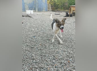 SUSIE - sanfte Schönheit sucht eine Familie