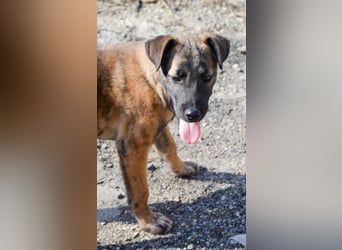 YUKI - süß, sanft, freundlich