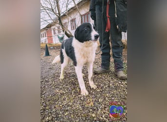 ACE - sanfter Rüde sucht Familie