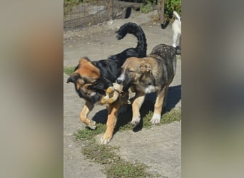KAYA - süße Kuschelmaus sucht ein Zuhause