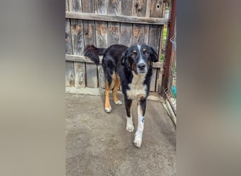 ZEN - der Junge, der sein Glück sucht