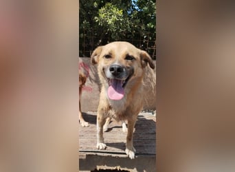 PAULI - zutraulicher Bub sucht seine Familie