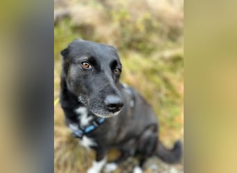 JOY sucht eine Familie