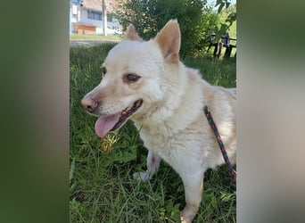 Xanthos - lernwillig & auch schon leinenführig