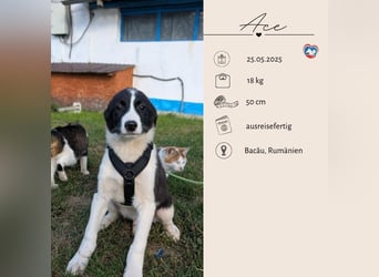 ACE - sanfter Rüde sucht Familie