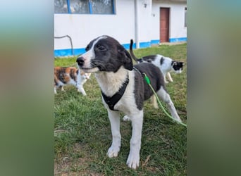 ACE - sanfter Rüde sucht Familie