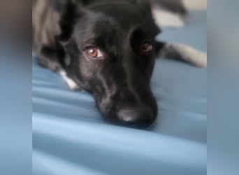 JOY sucht eine Familie