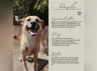 PAULI - zutraulicher Bub sucht seine Familie