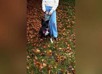 JOY sucht eine Familie