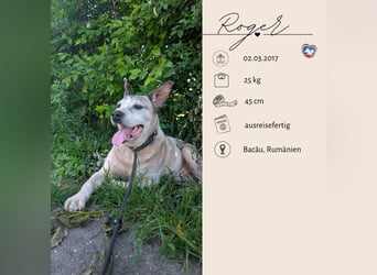ROGER - seine Hoffnung gibt er nicht auf