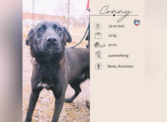 CONNY - sanfte Hündin sucht ihre Menschen