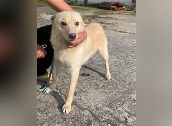 Xanthos - lernwillig & auch schon leinenführig