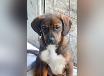 JACK - sanfter Boy sucht Familie zum Kuscheln