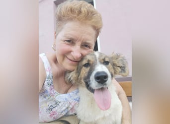 SUSIE - sanfte Schönheit sucht eine Familie