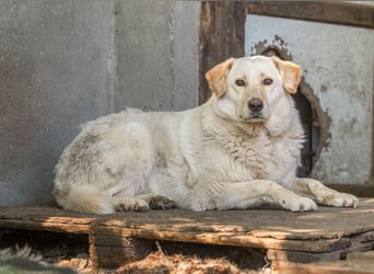 BEAUTY - tolle Hündin sucht ihre Familie