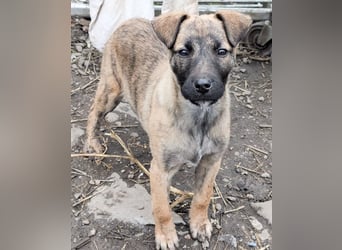 YUKI - süß, sanft, freundlich