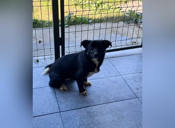 HERA - Zaubermaus sucht ihre Menschen